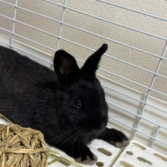 うさぎ　生後3ヶ月