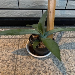 アガベ苗木の画像
