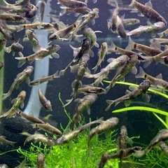 ドクターフィッシュ（足湯にいる魚）の画像