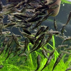 ドクターフィッシュ（足湯にいる魚）の画像