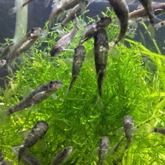 ドクターフィッシュ（足湯にいる魚）の画像