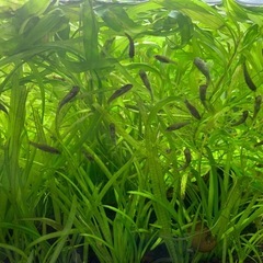 ドクターフィッシュ（足湯にいる魚）の画像