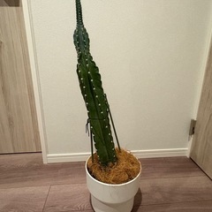 【お取引中】棒サボテン　鉢植え の画像
