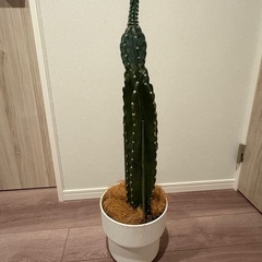 【お取引中】棒サボテン　鉢植え の画像