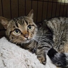 子猫　生後３ヶ月