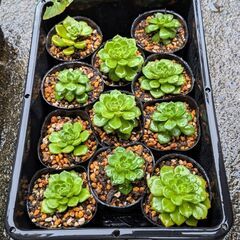 多肉植物 レディジアの画像