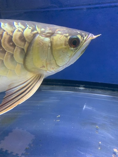 決まりました‼️ 熱帯魚　大型魚　アロワナ　