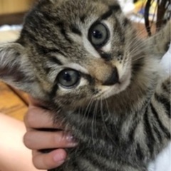 子猫　生後３ヶ月