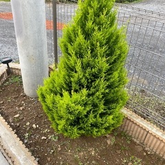 ゴールドクレスト　5本の画像