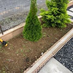 ゴールドクレスト　5本の画像
