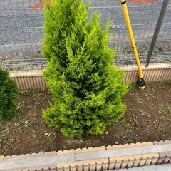 ゴールドクレスト　5本の画像
