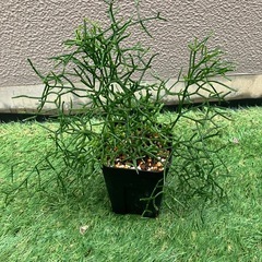 リプサリスの画像