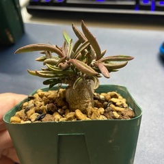 塊根植物　多肉植物　ユーフォルビア　キリンドリフォリア②の画像
