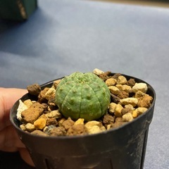 塊根植物　多肉植物　ユーフォルビア　オベサ①の画像