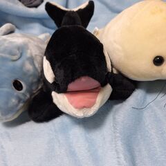 鴨川シ―ワールド　ぬいぐるみセット イルカ・シャチ・アザラシの画像