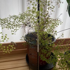 アジアンタム　ミクロフィラム　観葉植物
の画像