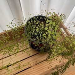 アジアンタム　ミクロフィラム　観葉植物
の画像