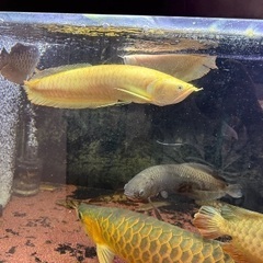 アルビノシルバーアロワナ1匹の画像