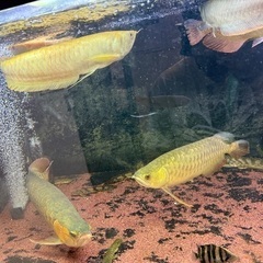 アルビノシルバーアロワナ1匹の画像