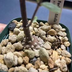 多肉植物　フォッケア・エデュリス（火星人）の画像