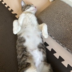 キジ白 2歳くらい 人が大好きな甘えん坊