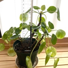 ピレアペペロミアオイデス　観葉植物の画像