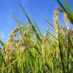 玄米　30kg の画像