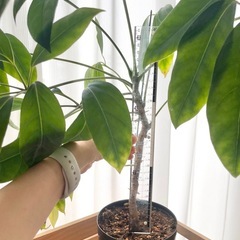 ブラッサイア　観葉植物の画像