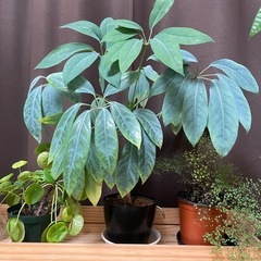 ブラッサイア　観葉植物の画像