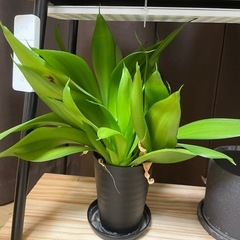 サンセベリア　観葉植物の画像