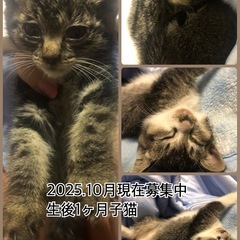 子猫の里親募集
