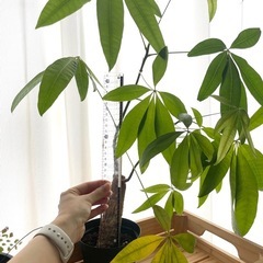 パキラ　観葉植物の画像