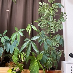パキラ　観葉植物の画像