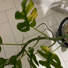 観葉植物　ヒメモンステラの画像