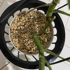 観葉植物　ヒメモンステラの画像