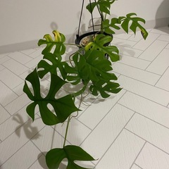 観葉植物　ヒメモンステラの画像