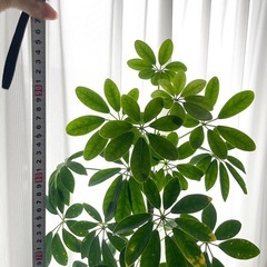カポック　シェフレラ　観葉植物の画像