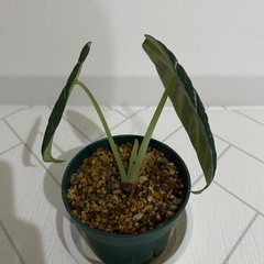 観葉植物　アロカシア　ニンジャの画像