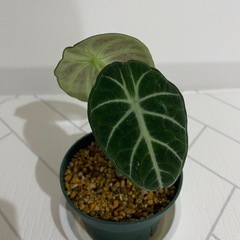 観葉植物　アロカシア　ニンジャの画像