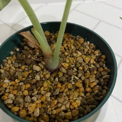 観葉植物　アロカシア　ニンジャの画像