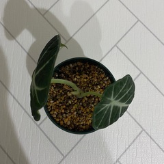観葉植物　アロカシア　ニンジャの画像