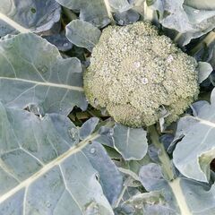 🥦新鮮ブロッコリーおゆずりしますの画像