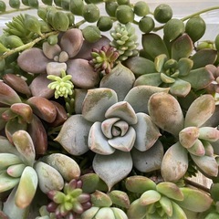 多肉植物カット詰め合わせ　白牡丹　の画像