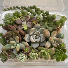 多肉植物カット詰め合わせ　白牡丹　の画像