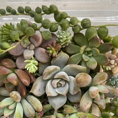 多肉植物カット詰め合わせ　白牡丹　の画像