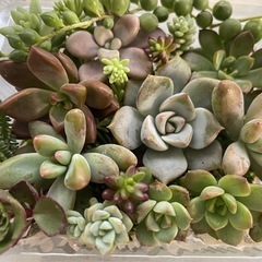 多肉植物カット詰め合わせ　白牡丹　の画像