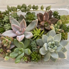 多肉植物カット詰め合わせ　寄せ植えにの画像