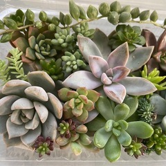 多肉植物カット詰め合わせ　寄せ植えにの画像