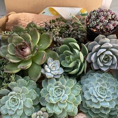 多肉植物カット詰め合わせ　大きめ苗たくさんの画像