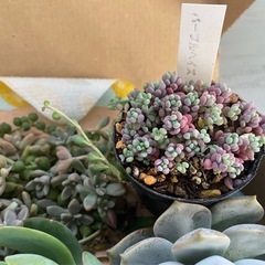 多肉植物カット詰め合わせ　大きめ苗たくさんの画像